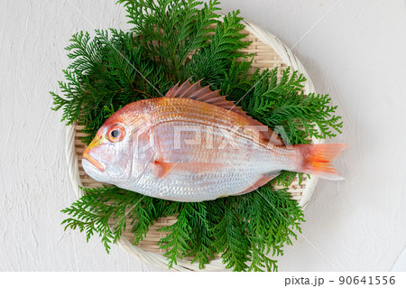 新鮮な鯛 90641556