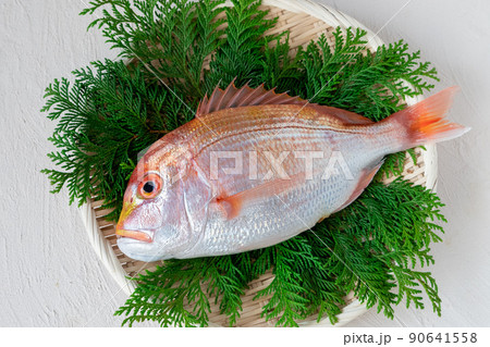 新鮮な鯛 90641558
