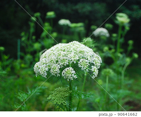 ニンジンの白い花 ニンジンの白い花 90641662