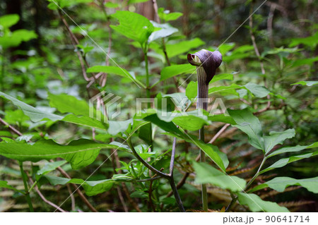 紫色のマムシグサ（埼玉県/5月） 90641714
