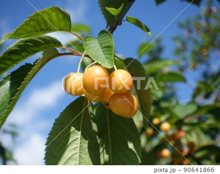 サクランボ　さくらんぼ　チェリー　月山錦 90641866