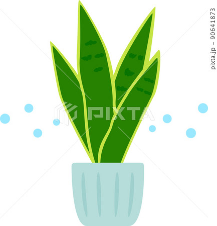 サンスベリアの鉢植え 90641873