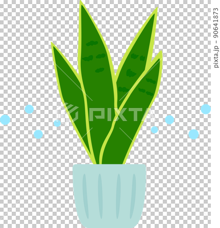 サンスベリアの鉢植え 90641873
