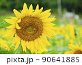 ひまわり 90641885