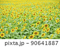 ひまわり 90641887