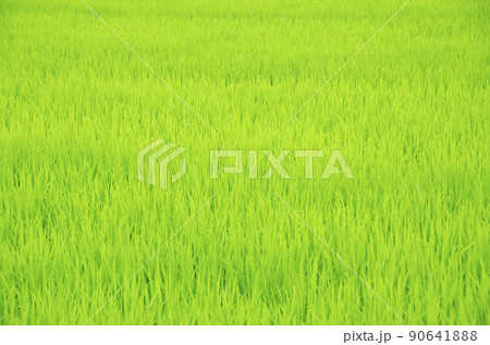 草原 草原 90641888