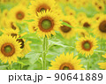 ひまわり 90641889