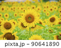 ひまわり 90641890