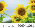 ひまわり 90641891