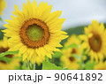ひまわり 90641892