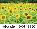 ひまわり 90641893