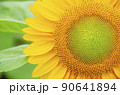 ひまわり 90641894