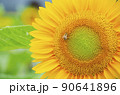 ひまわり 90641896