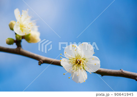 梅の花のクローズアップ 梅の花のクローズアップ 90641945