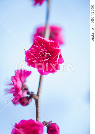 紅梅の花のクローズアップ 90641950