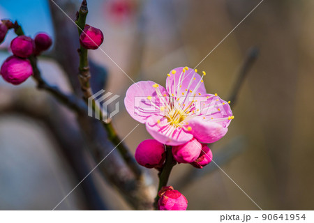 紅梅の花のクローズアップ 紅梅の花のクローズアップ 90641954