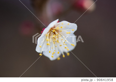 梅の花のクローズアップ 90641958