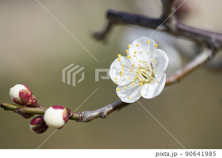 梅の花のクローズアップ 90641985