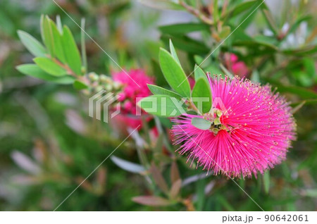 ブラシノキ　Bottlebrush 90642061