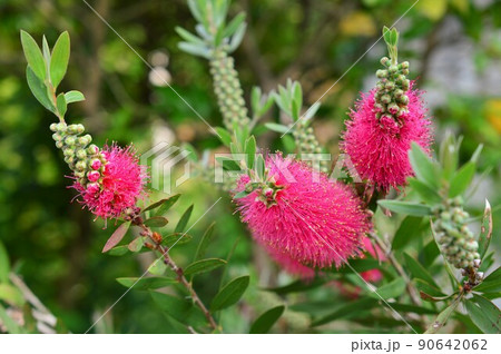 ブラシノキ　Bottlebrush 90642062
