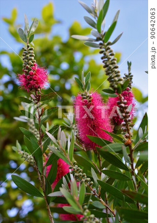ブラシノキ　Bottlebrush 90642063