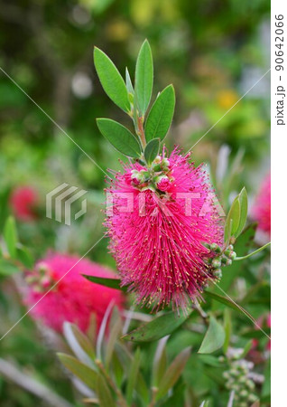 ブラシノキ　Bottlebrush 90642066
