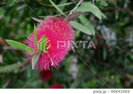 ブラシノキ　Bottlebrush 90642069
