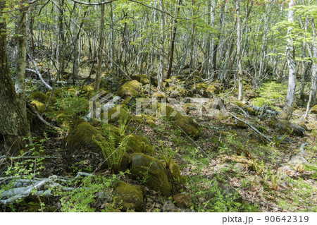 苔とオニゼンマイが生える春の白樺群生地／長野県八千穂高原 90642319