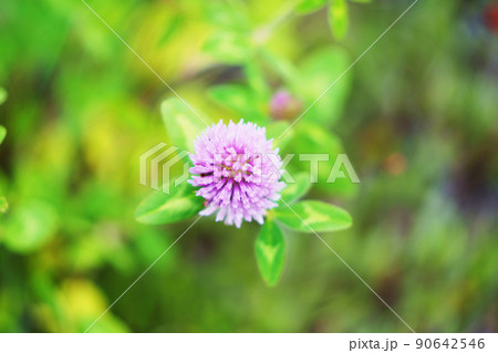 真上から見たアカツメクサの花 90642546