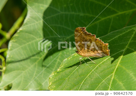 キタテハ キタテハ 90642570