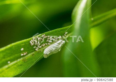 ハカマカイガラムシの成虫と幼虫 90642580