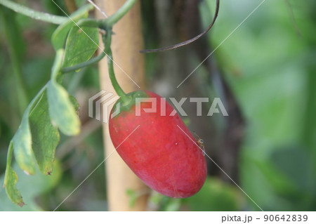 A ripe fruit of Ivy Gourd or Coccinia on branch. A ripe fruit of Ivy Gourd or Coccinia on branch. 90642839