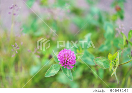 野原に咲くアカツメクサの花 90643145