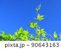 快晴のそらに向かって伸びる雑草 90643163