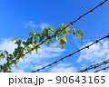有刺鉄線に絡みつく雑草 90643165