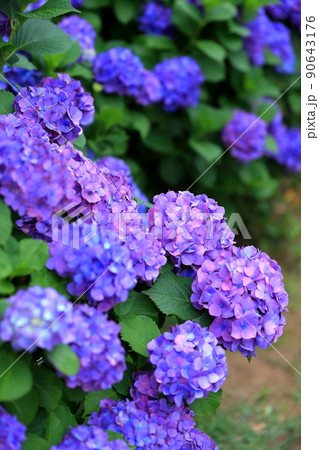 紫陽花 90643176