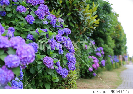 紫陽花 90643177