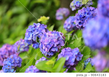 紫陽花 90643183