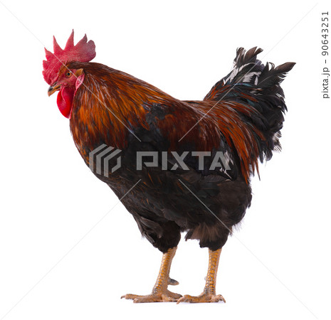 Rooster isolated on white background. Farm animals. Chicken with clipping path. Rooster isolated on white background. Farm animals. Chicken with clipping path. 90643251