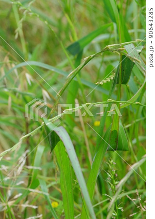 毒ぐもカバキコマチグモの巣4ヶ 90643285