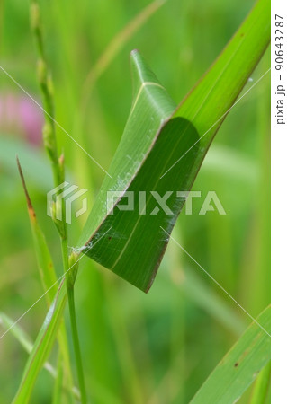 イネ科の葉を巻いて巣を作る毒ぐもカバキコマチグモ イネ科の葉を巻いて巣を作る毒ぐもカバキコマチグモ 90643287