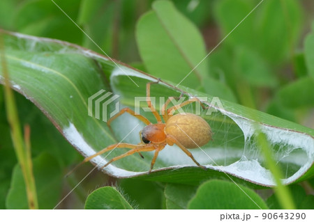 イネ科の葉を巻いて巣を作る毒ぐもカバキコマチグモ 90643290