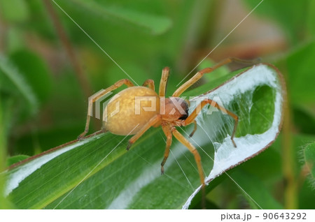 イネ科の葉を巻いて巣を作る毒ぐもカバキコマチグモ イネ科の葉を巻いて巣を作る毒ぐもカバキコマチグモ 90643292