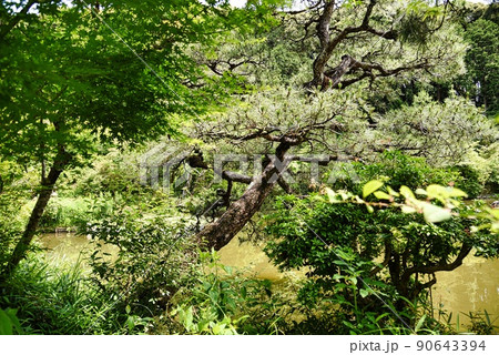 浄瑠璃寺_池と木木等 浄瑠璃寺_池と木木等 90643394