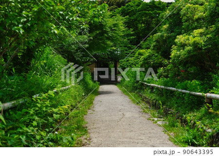 浄瑠璃寺_山門への緑道 浄瑠璃寺_山門への緑道 90643395