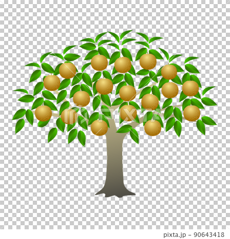 Fruited pear tree Fruited pear tree 90643418