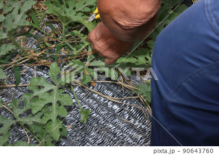 スイカ畑 孫ツルの剪定作業 90643760