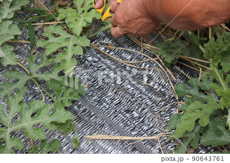 スイカ畑 孫ツルの剪定作業 スイカ畑 孫ツルの剪定作業 90643761