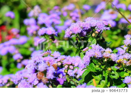ふわふわとした質感の花を咲かせるカッコウアザミ ふわふわとした質感の花を咲かせるカッコウアザミ 90643773