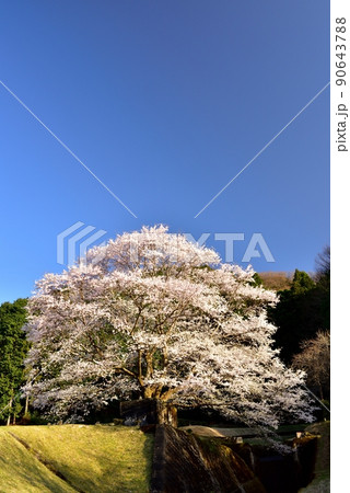 竹原地区の茶畑と淡墨桜 90643788